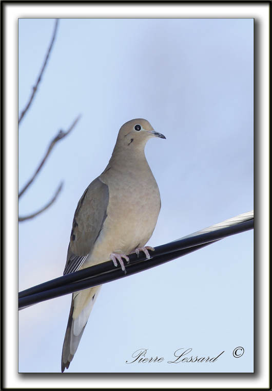 TOURTERELLE TRISTE  -  MOURNING DOVE    _MG_7367 a