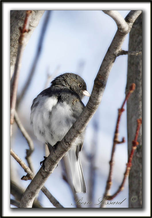 JUNCO ARDOIS  /  DARK-EYED JUNCO    _MG_7364 a