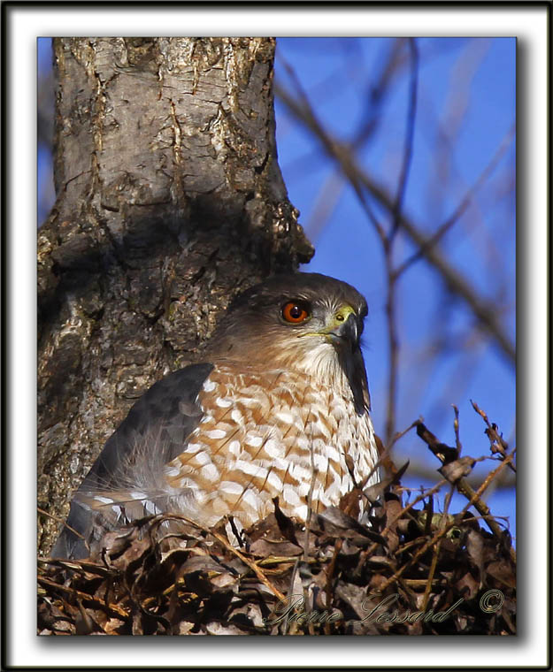 PERVIER BRUN   /   SHARP-SHINNED HAWK   _MG_6821 a
