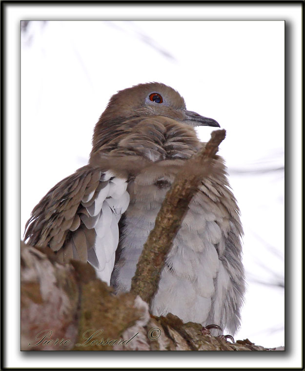 TOURTERELLE  AILES BLANCHES   /   WHITE-WINGED DOVE    _MG_6846 a