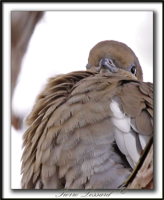 TOURTERELLE  AILES BLANCHES   /   WHITE-WINGED DOVE    _MG_6870 a
