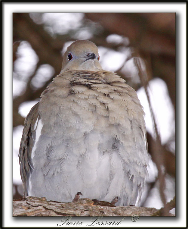 TOURTERELLE  AILES BLANCHES   /   WHITE-WINGED DOVE    _MG_6887 a