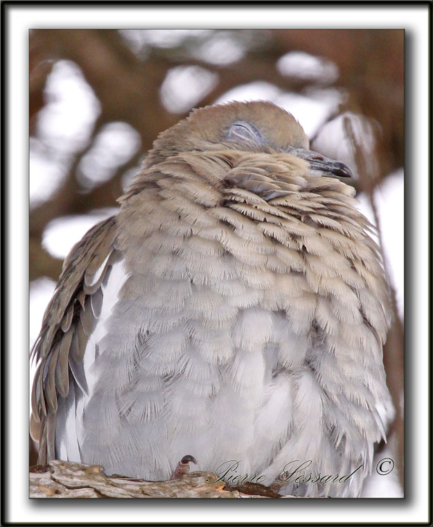 TOURTERELLE  AILES BLANCHES   /   WHITE-WINGED DOVE    _MG_6888 a