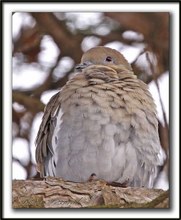 TOURTERELLE  AILES BLANCHES   /   WHITE-WINGED DOVE    _MG_6893 a