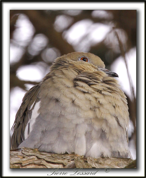 TOURTERELLE  AILES BLANCHES   /   WHITE-WINGED DOVE    _MG_6926 a