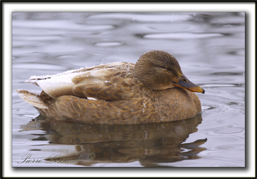 COLVERT LEUCIQUE, femelle   /   MALLARD LOUCOUS DUCK, female   _MG_7011 a
