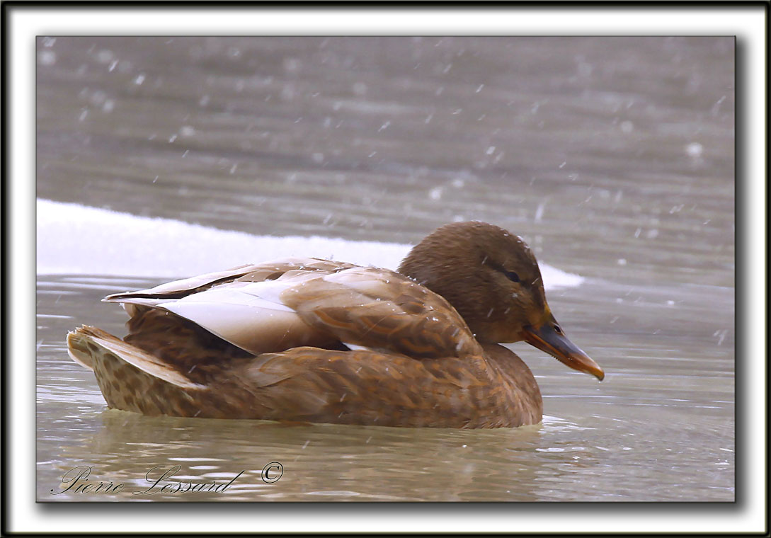  COLVERT LEUCIQUE, femelle   /   MALLARD LOUCOUS DUCK, female   _MG_7023 a