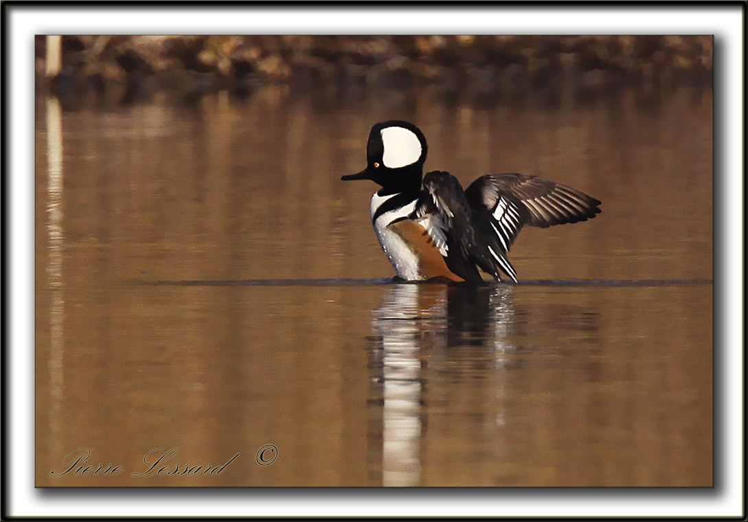 HARLE COURONN, mle  /  HOODED MERGANSER, male   _MG_5497 b  -  Base de plein air Ste-Foy