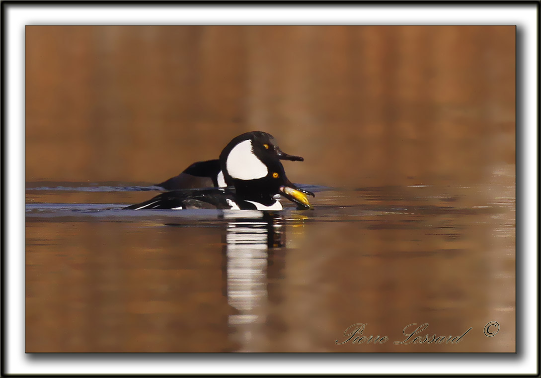 HARLE COURONN, mle  /  HOODED MERGANSER, male   _MG_5505 a  -  Base de plein air Ste-Foy