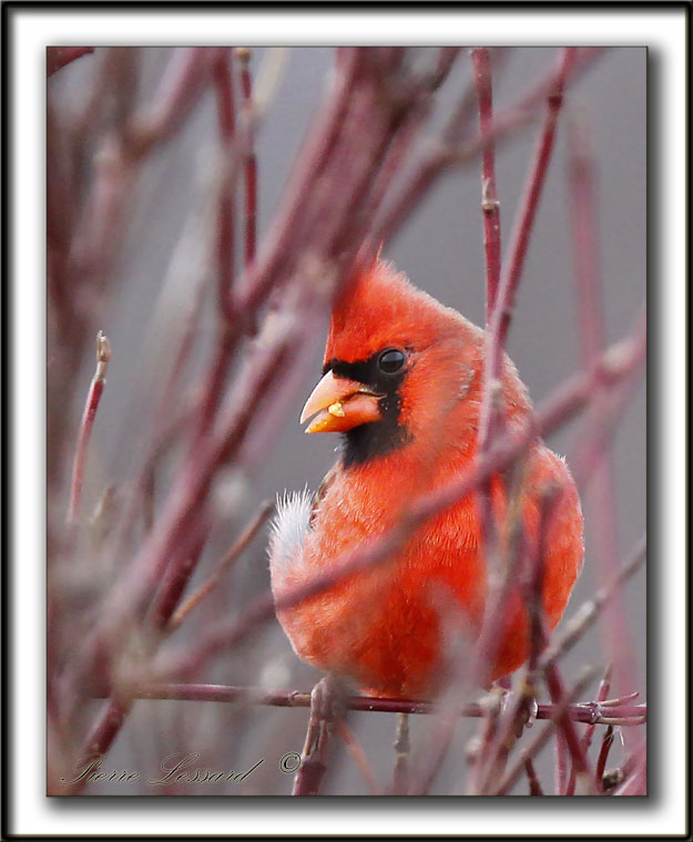 CARDINAL ROUGE   /    NORTHERN CARDINAL     _MG_4288 a