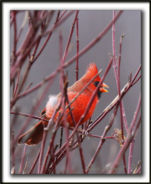 CARDINAL ROUGE, mle   /    NORTHERN CARDINAL, male     _MG_4298 a