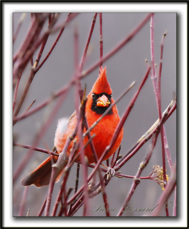 CARDINAL ROUGE, mle   /    NORTHERN CARDINAL, male     _MG_4304 aa