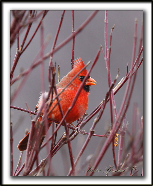 CARDINAL ROUGE, mle   /    NORTHERN CARDINAL, male     _MG_4306 a