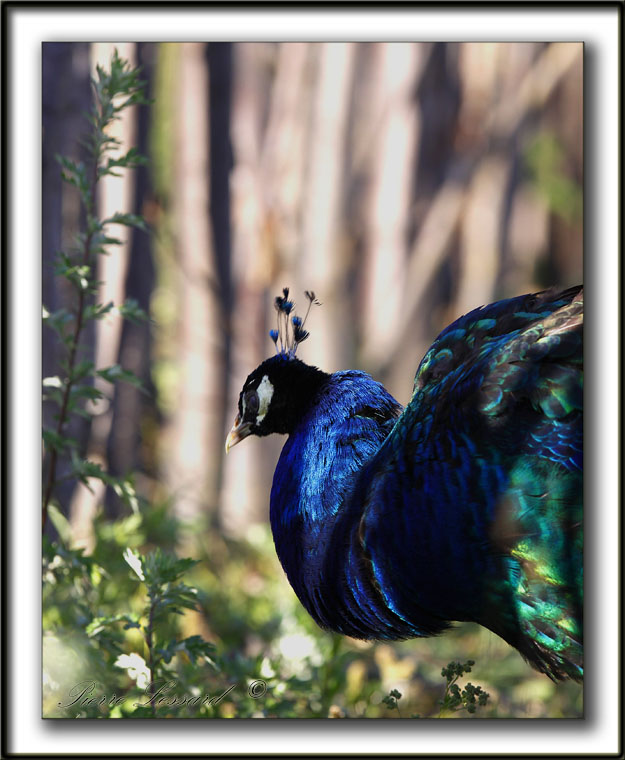   PAON BLEU ( Indien) mle /   INDIAN PEAFOWL male        _MG_4858 sa