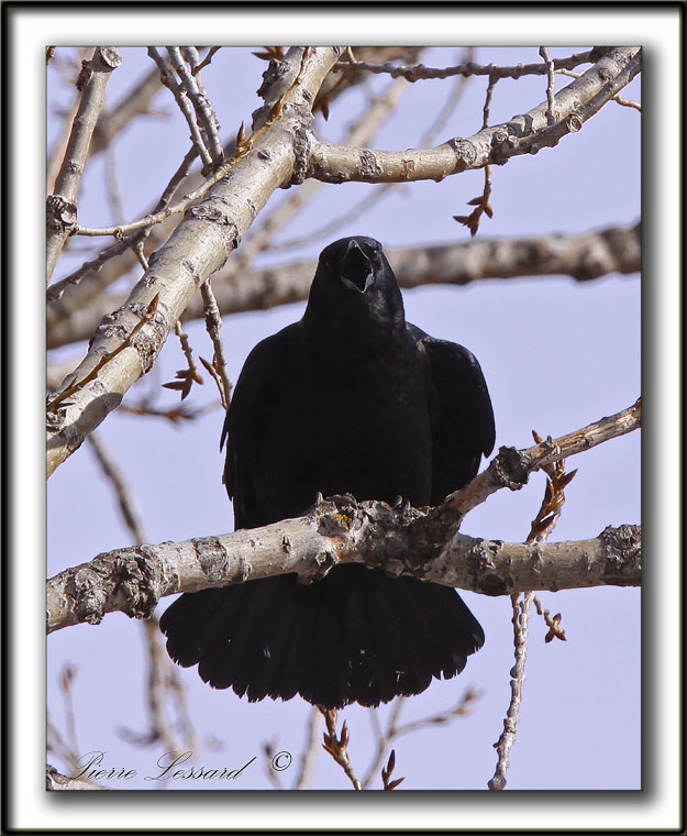 CORNEILLE DAMRIQUE  /  AMERICAN CROW   -  Elle a lair agressive  /  this crow look alike aggressive     _MG_1560 a