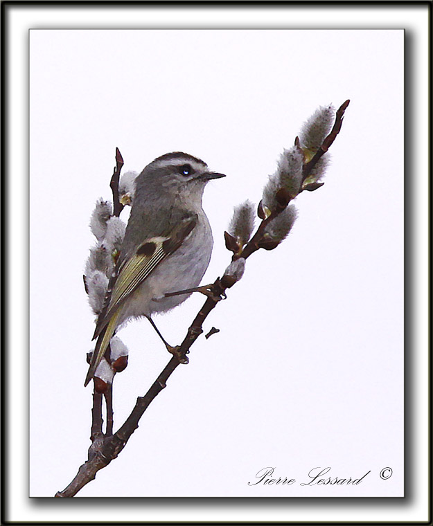 ROITELET  COURONNE DORE   /    GOLDEN-CROWNED KINGLET   -  Marais Provencher    _MG_2066 a