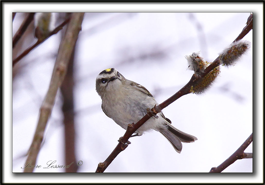 ROITELET  COURONNE DORE   /    GOLDEN-CROWNED KINGLET   -  Marais Provencher    _MG_2047 a