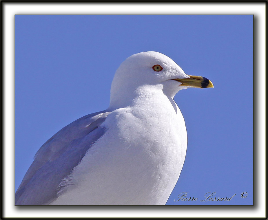 GOLAND  BEC CERCL  /  RING-BILLED GULL   -   Domaine Maizeret    _MG_1785 a