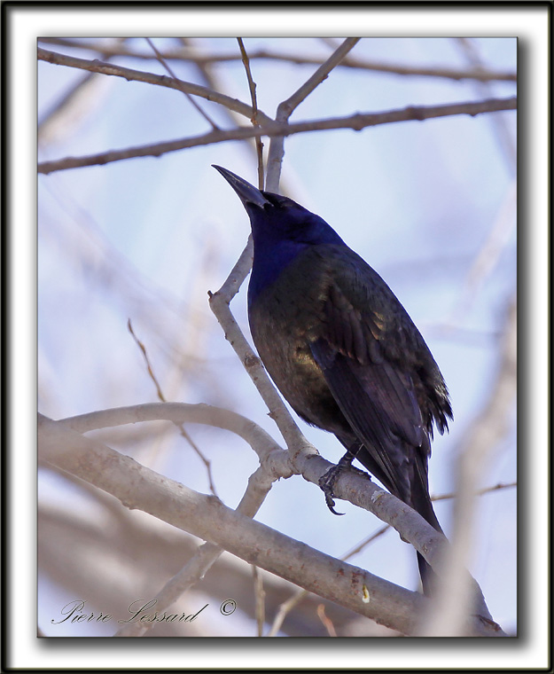 QUISCALE BRONZ  /  COMMON GRACKLE  -  Domaine Maizeret    _MG_1811 a