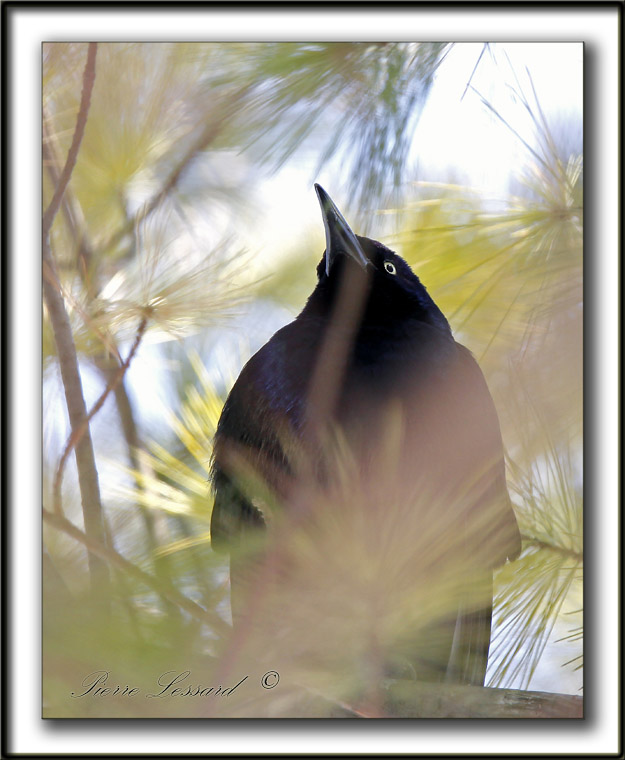 QUISCALE BRONZ  /  COMMON GRACKLE  -  Domaine Maizeret    _MG_1801 a