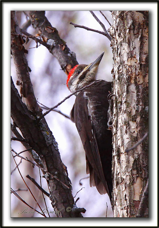 GRAND-PIC   /   PILEATED WOODPECKER        _MG_3572 a  -  Marais Provencher