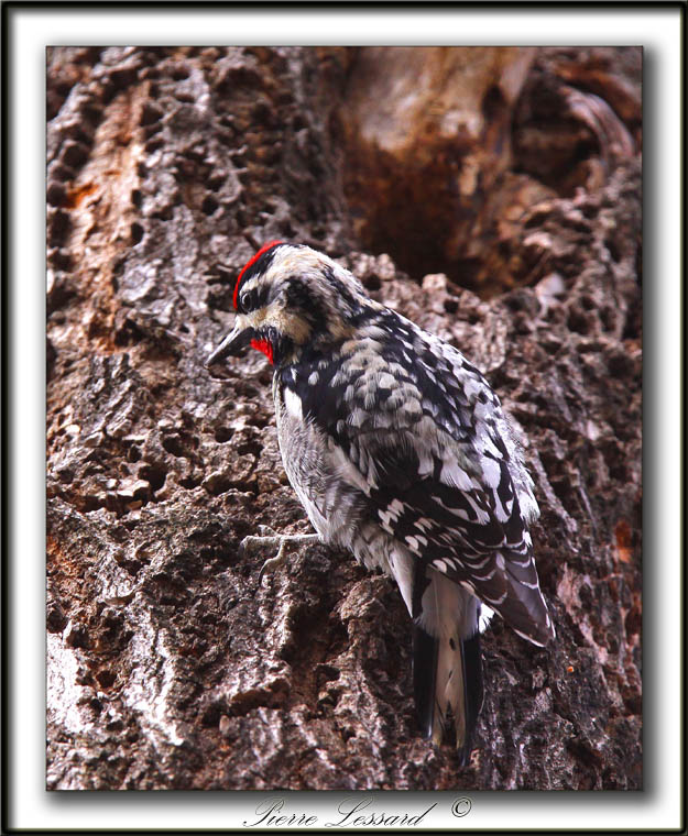 PIC MACUL  /  YELLOW-BELLIED SAPSUCKER_MG_3546 a  -  Marais Provencher