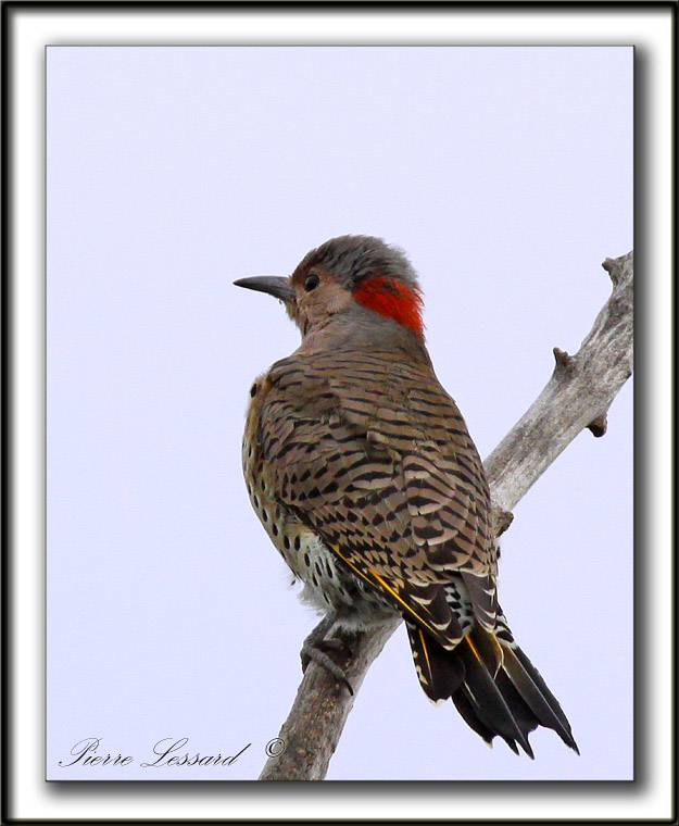   PIC FLAMBOYANT / NORTHERN FLICKER    _MG_2618 a