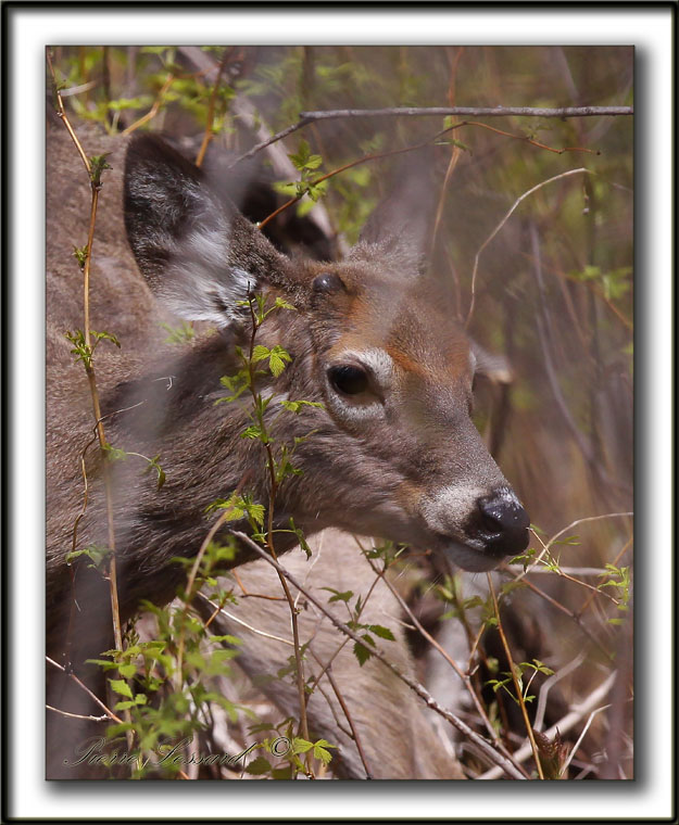  CHEVREUILLE,  CERF DE VIRGINIE    /  DEER     _MG_4066 a  -  Marais Provencher