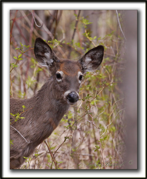 CHEVREUILLE,  CERF DE VIRGINIE    /  DEER      _MG_4077 a  -  Marais Provencher