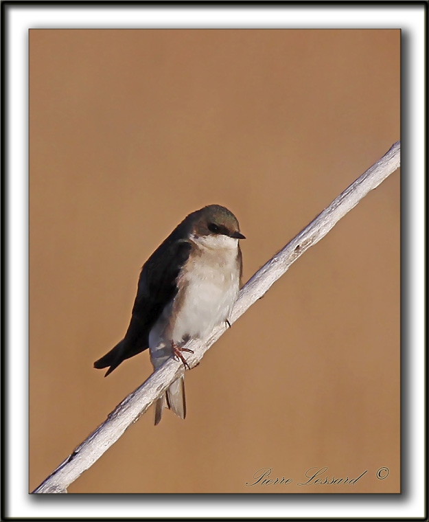 HIRONDELLE  AILES HRISSES   /    NORTHERN ROUGH-WINGED SWALLOW     _MG_3244 a