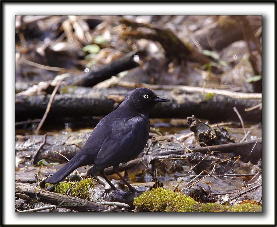 QUISCALE ROUILLEUX -  RUSTY BLACKBIRD    _MG_2998 a   -  Marais Provencher