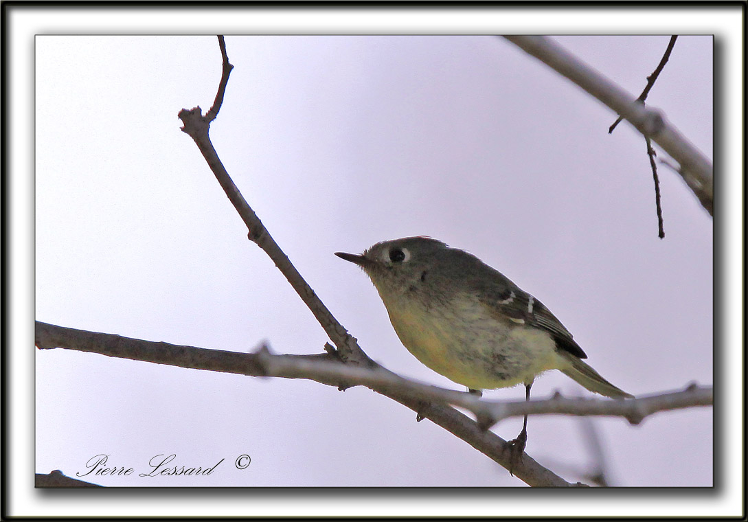 ROITELET  COURONNE RUBIS   /   RUBY-CROWNED  KINGLET    _MG_3198 a