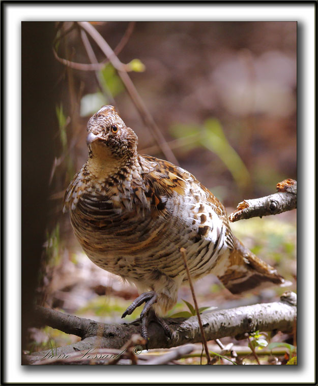 GLINOTTE HUPPE,  ( Perdrix )   /    RUFFED GROUSE    _MG_4444 a