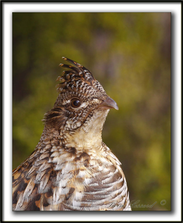 GLINOTTE HUPPE,  ( Perdrix )   /    RUFFED GROUSE    _MG_4584 a