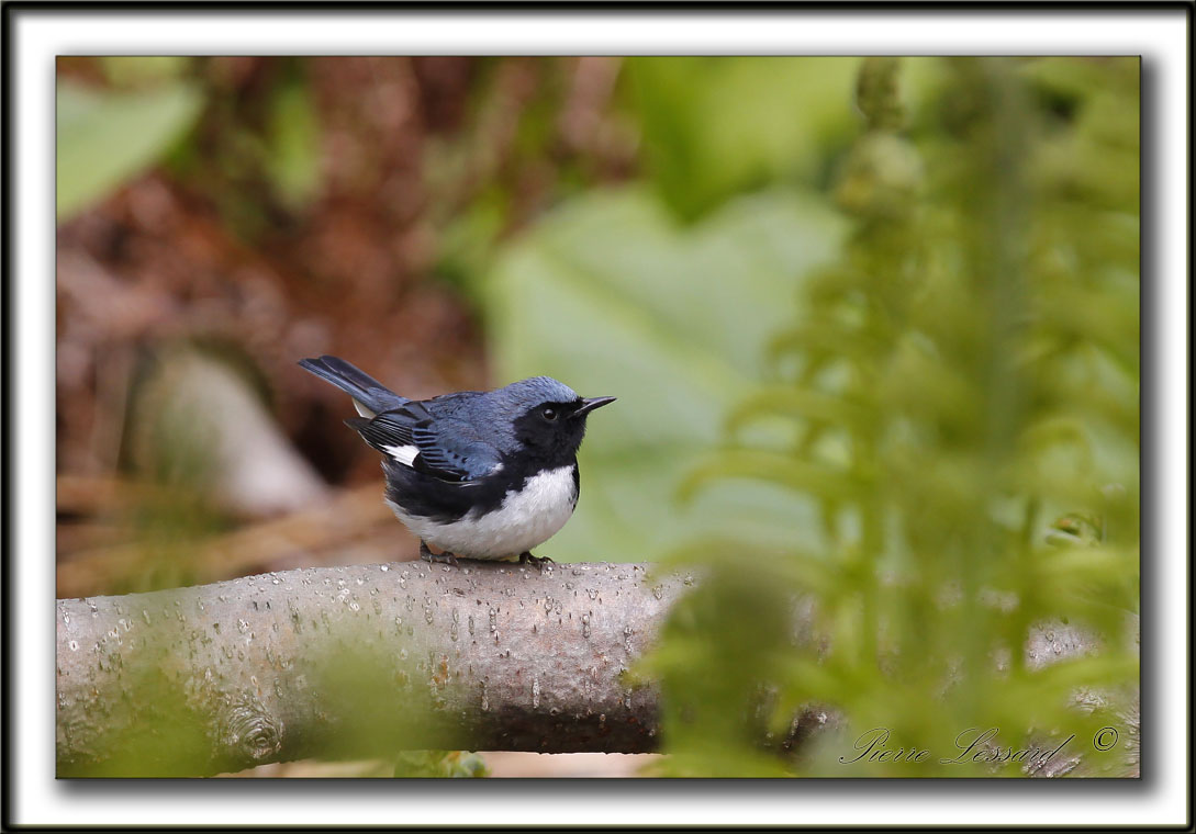 PARULINE BLEUE  /  BLACK-THROATED BLUE WARBLER    _MG_6180 a a