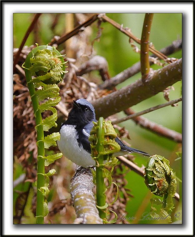 PARULINE BLEUE  /  BLACK-THROATED BLUE WARBLER    _MG_6214 a