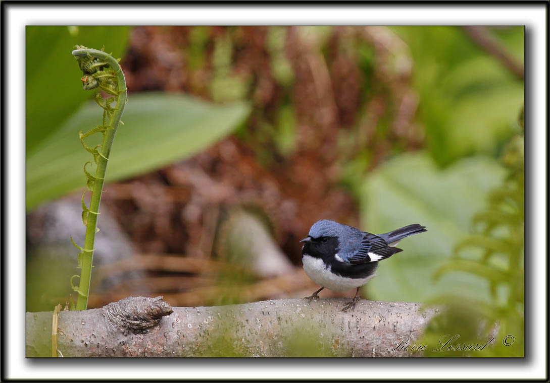 PARULINE BLEUE  /  BLACK-THROATED BLUE WARBLER    _MG_6185 a