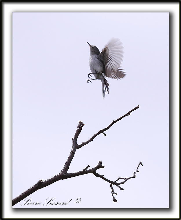 GOBEMOUCHERON GRIS BLEU    /     BLUE-GRAY GNATCATCHER    _MG_6624 a