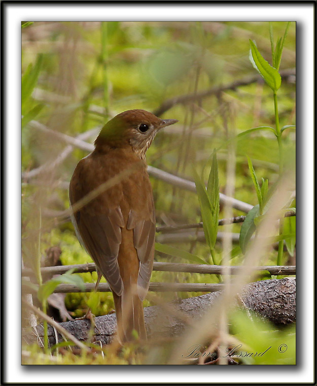 GRIVE FAUVE   /    VEERY     _MG_7629 a