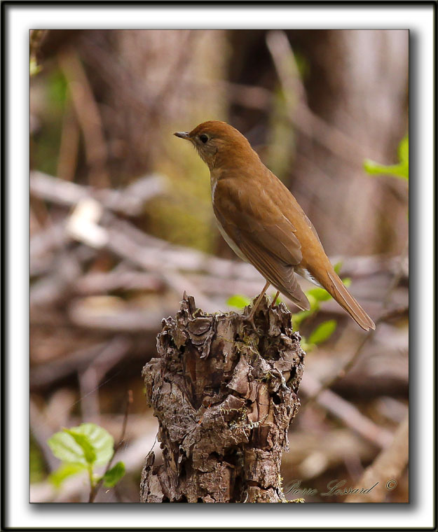 GRIVE FAUVE   /    VEERY     _MG_7645 a