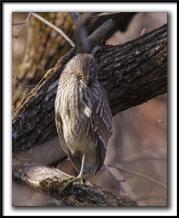 BIHOREAU GRIS  /  BLACK-CROWNED NIGHT-HERON    _MG_2771 a