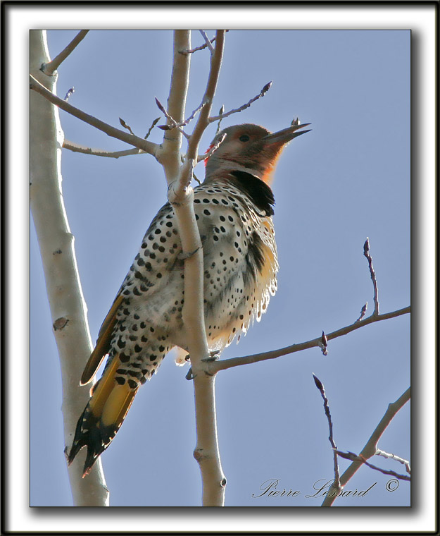 _MG_6714.jpg -  PIC FLAMBOYANT / NORTHERN FLICKER