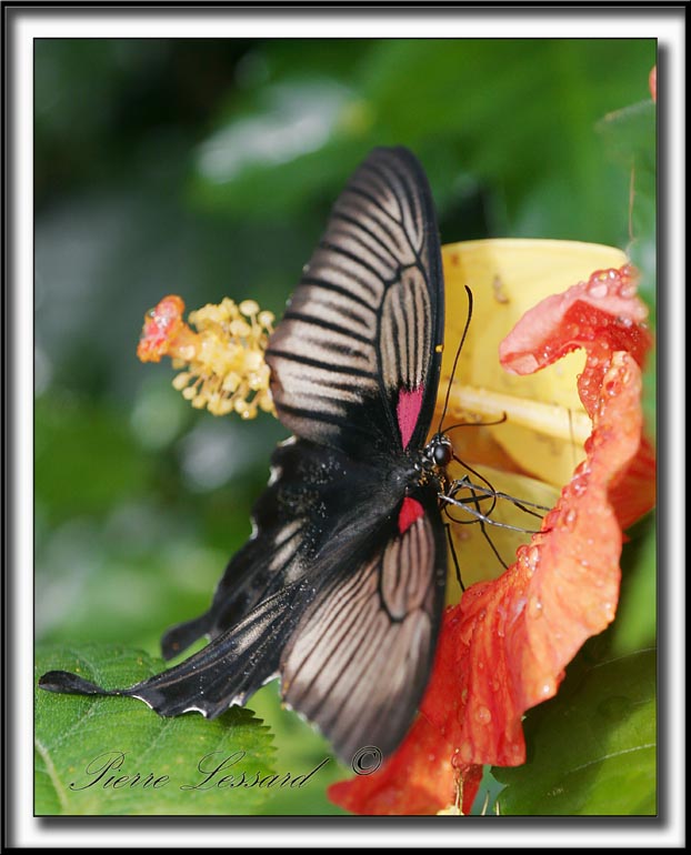 _MG_9997b.jpg  -   PAPILIO ULYSSES  /  AUSTRALIE   -  NOUVELLE-GUINE