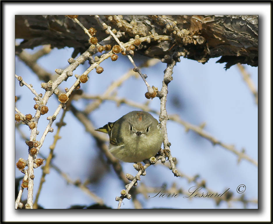 _MG_0646b   -   ROITELET  COURONNE RUBIS mle  /   RUBY-CROWNED  KINGLET male