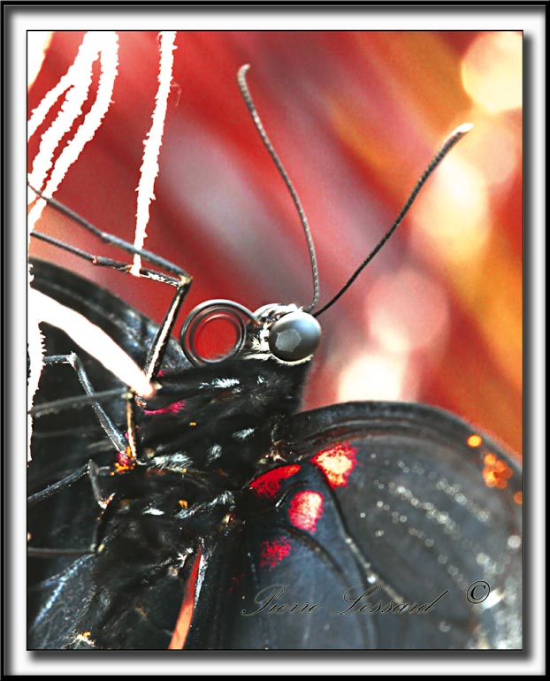 _MG_0075b    -   PAPILIO ULYSSES  /  AUSTRALIE   -  NOUVELLE-GUINE