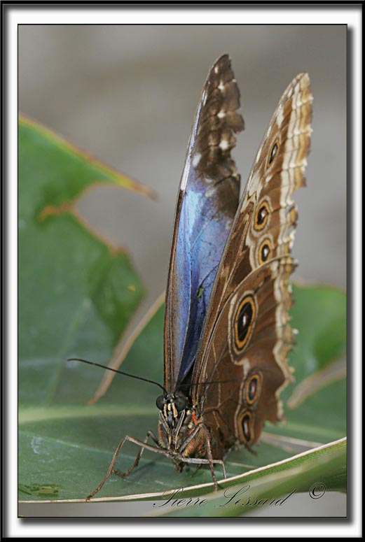 _MG_0080c   -  MORPHO PELEIDES  /  Costa Rica