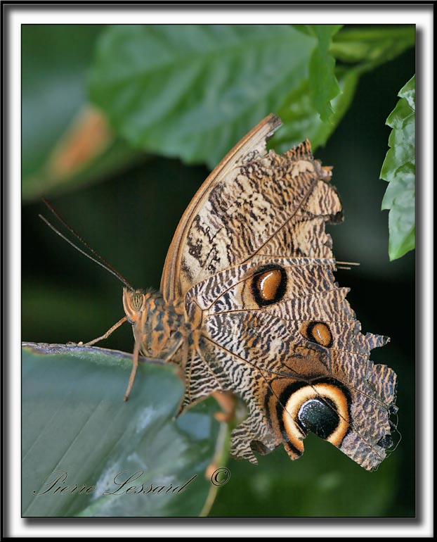 _MG_9450b   -  CALIGO MEMNON  /  COSTA RICA