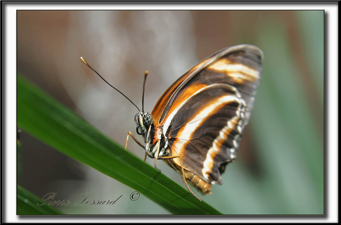 _MG_9614A   -   DRYADULA PHAETUSA   /   Amrique - America