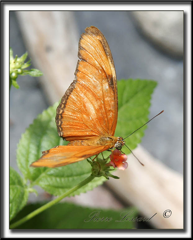 _MG_9518aa  -  DRYAS JULIA    -    Amrique du Sud  /   South America