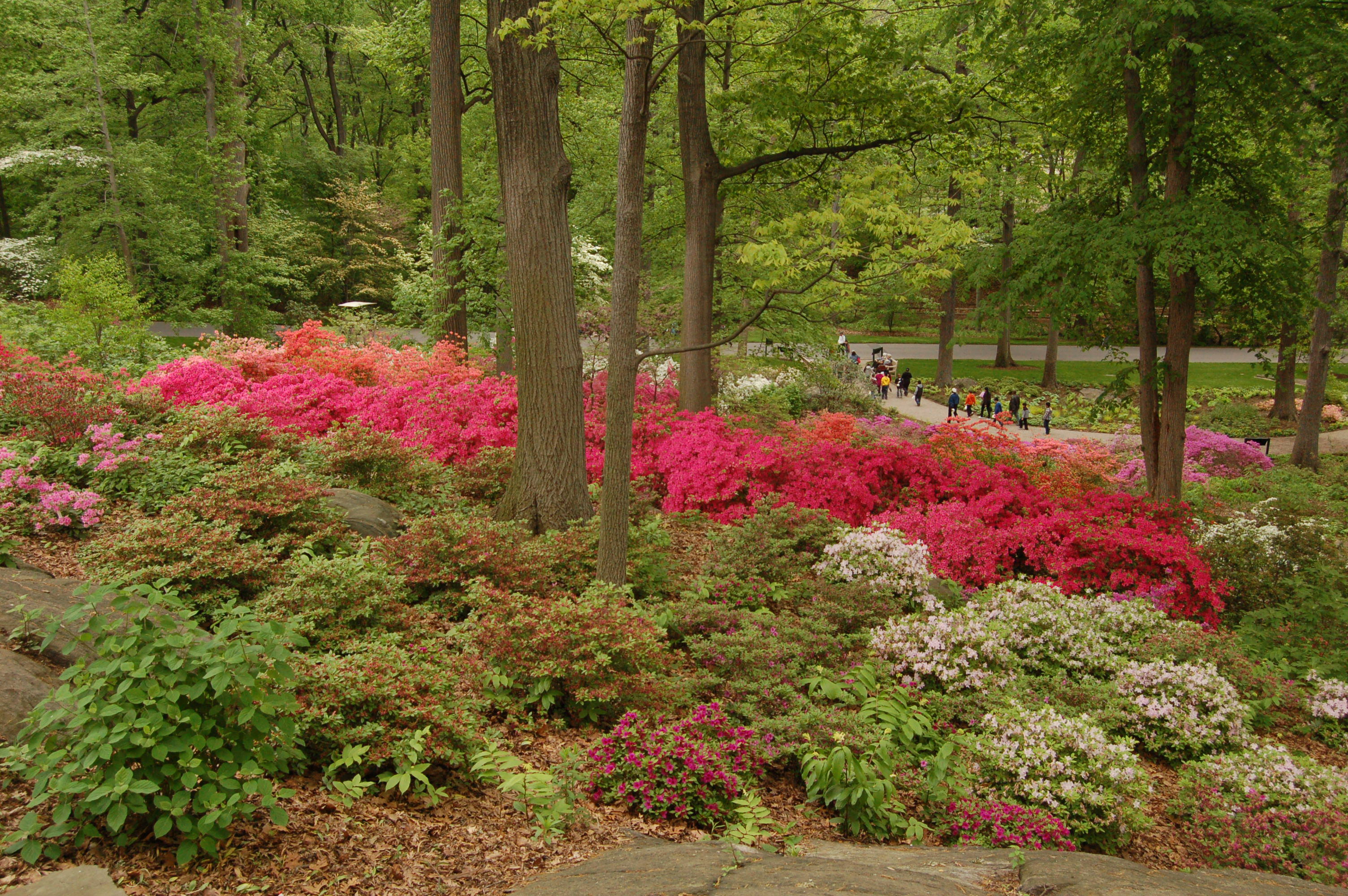 DSC_1700.JPG